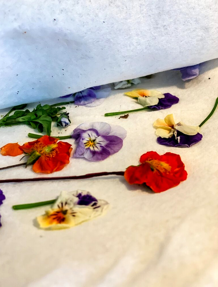 flowers being pressed inside a microwave