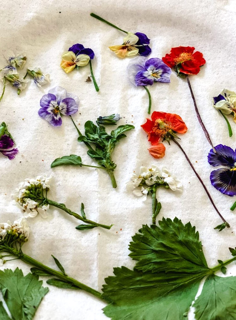 microwave-pressed flowers resting on paper towels