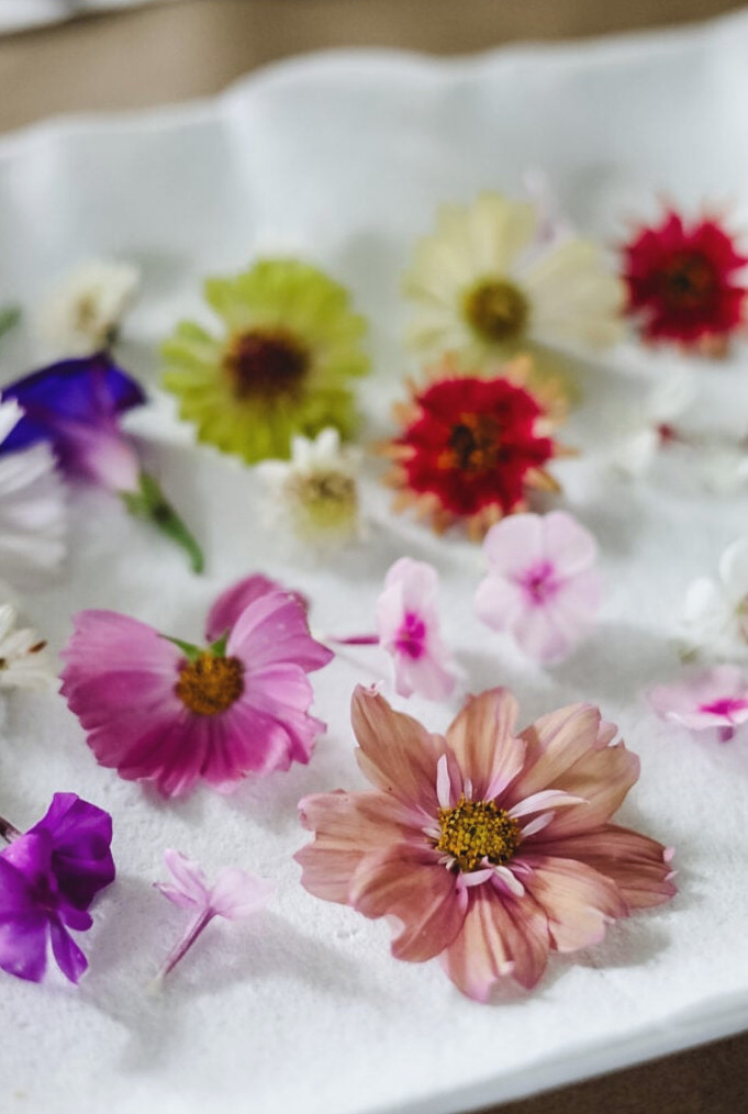 cosmo flower heads