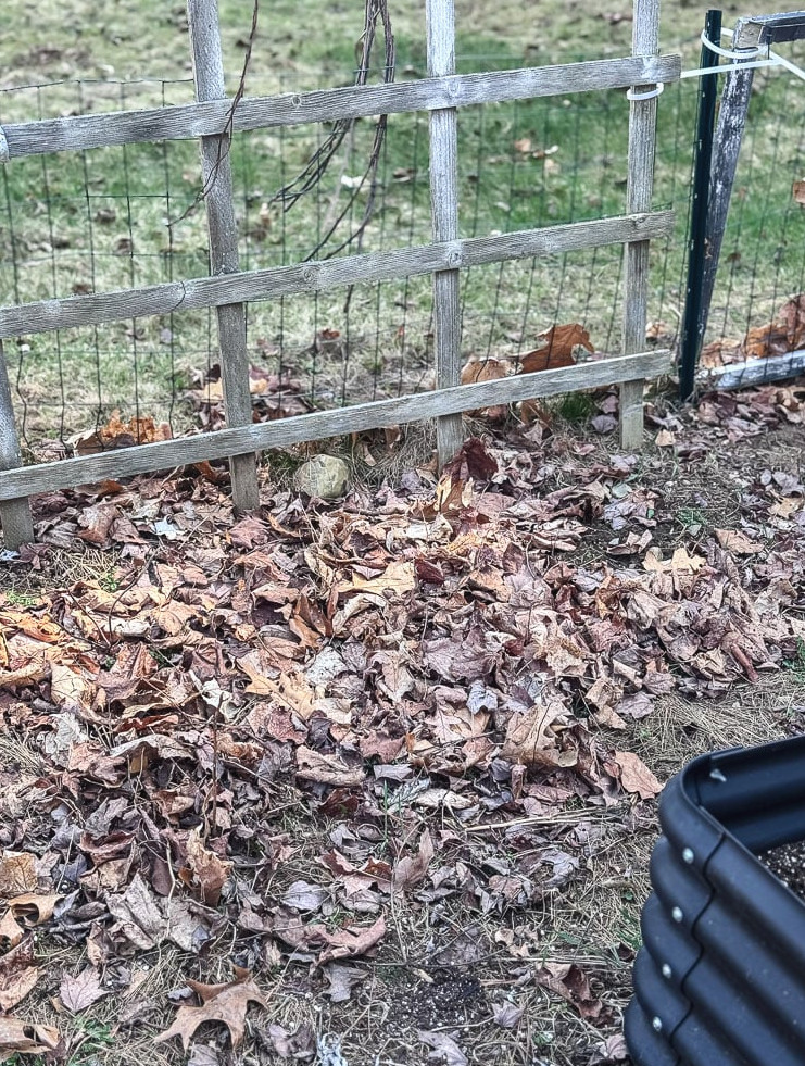 garden with dried leaves on the ground