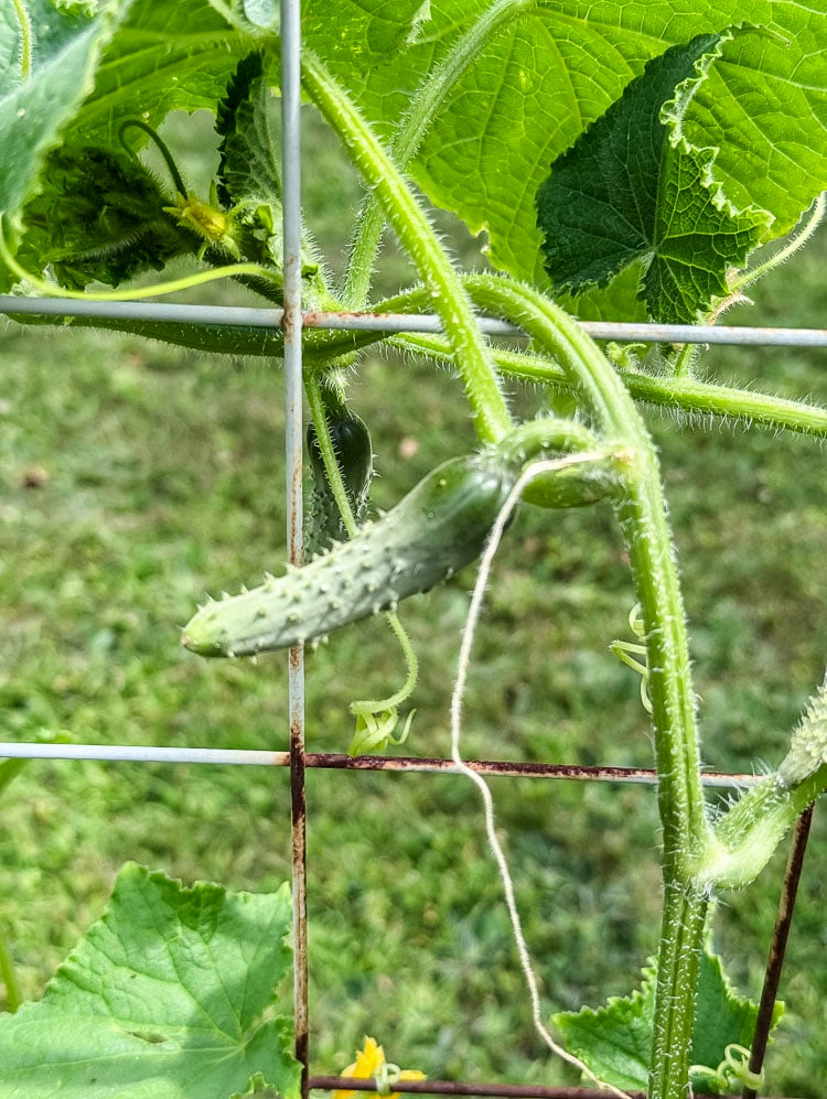 cucuber growing in the garden