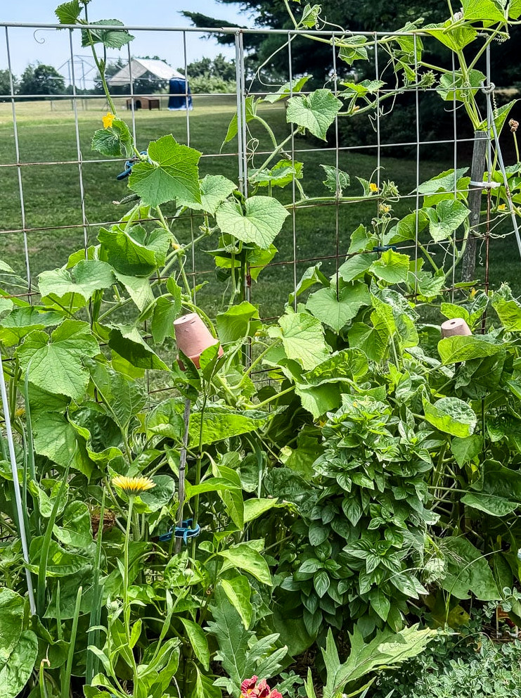 cucumbers growing on a trellis