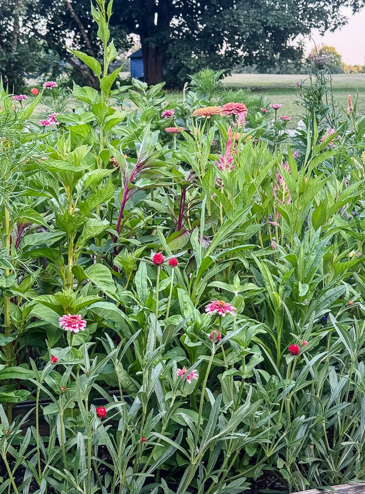 cut flower garden