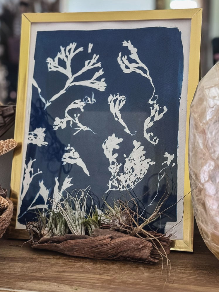 cyanotype seaweed print