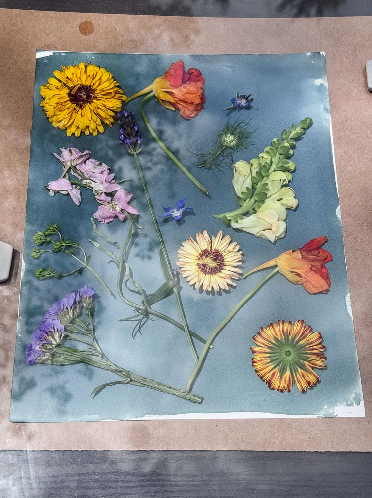 freal flowers on cyanotype paper