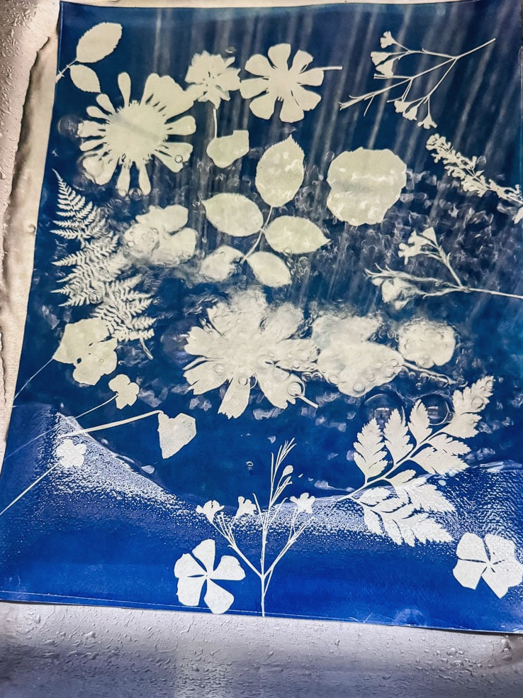 cyanotype print