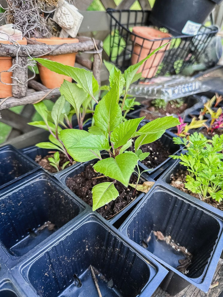 dahlia seedling in tray