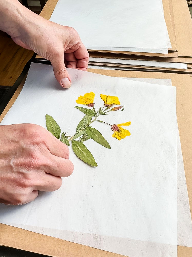 yellow pressed evening primrose flower in woman's hand