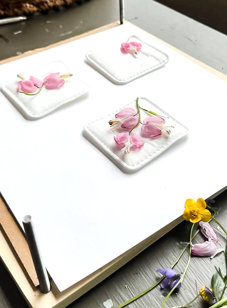 pressing bleeding heart flowers in cotton pads