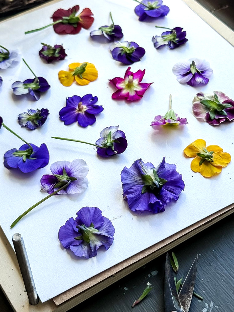 flowers being added to flower press