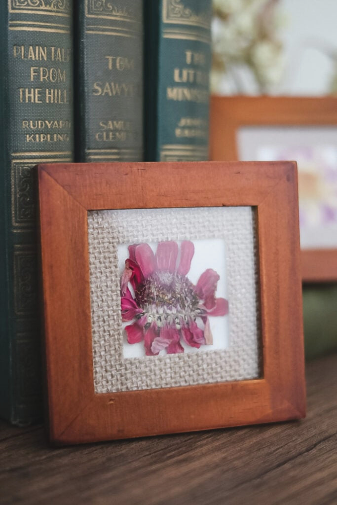 framed pressed zinnia
