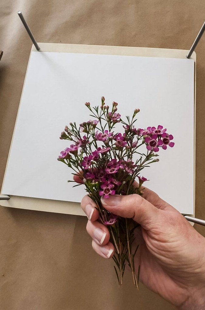 purple waxflowers and a flower press