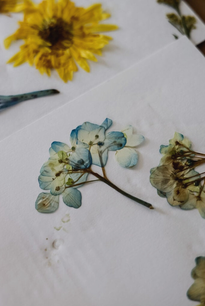 pressed hydrangea