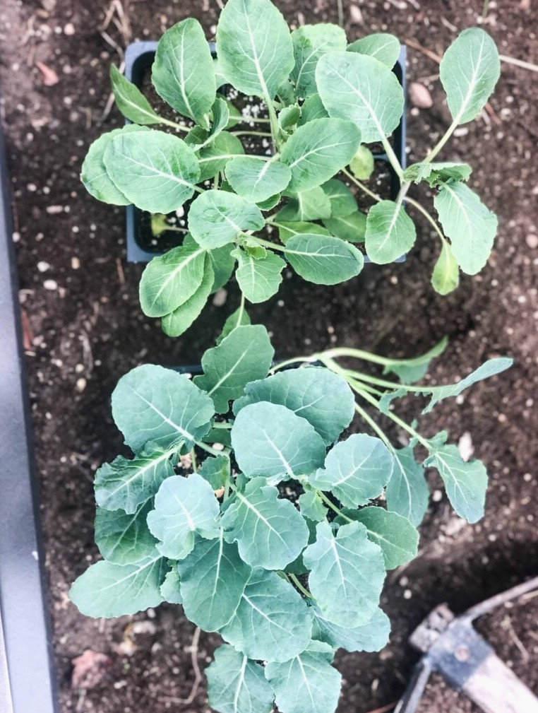 planting early spring vegetables
