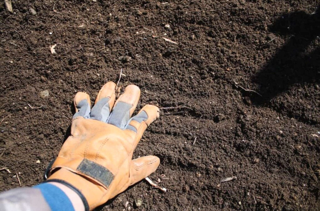 planting vegetables