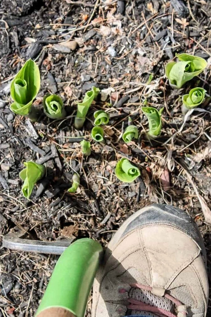 dividing hosta