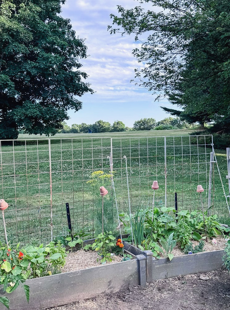 raised beds with metal trellises for cucumbers to grow