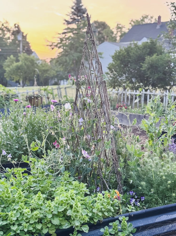 garden at sunrise
