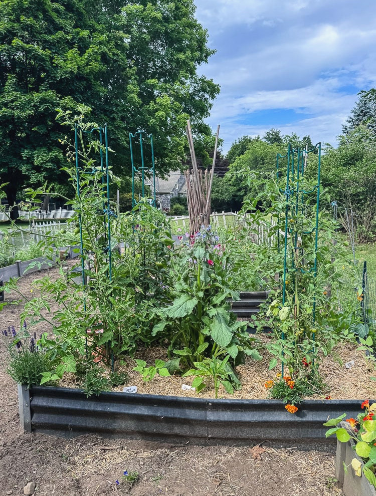 tomato plants growing in a raised bed