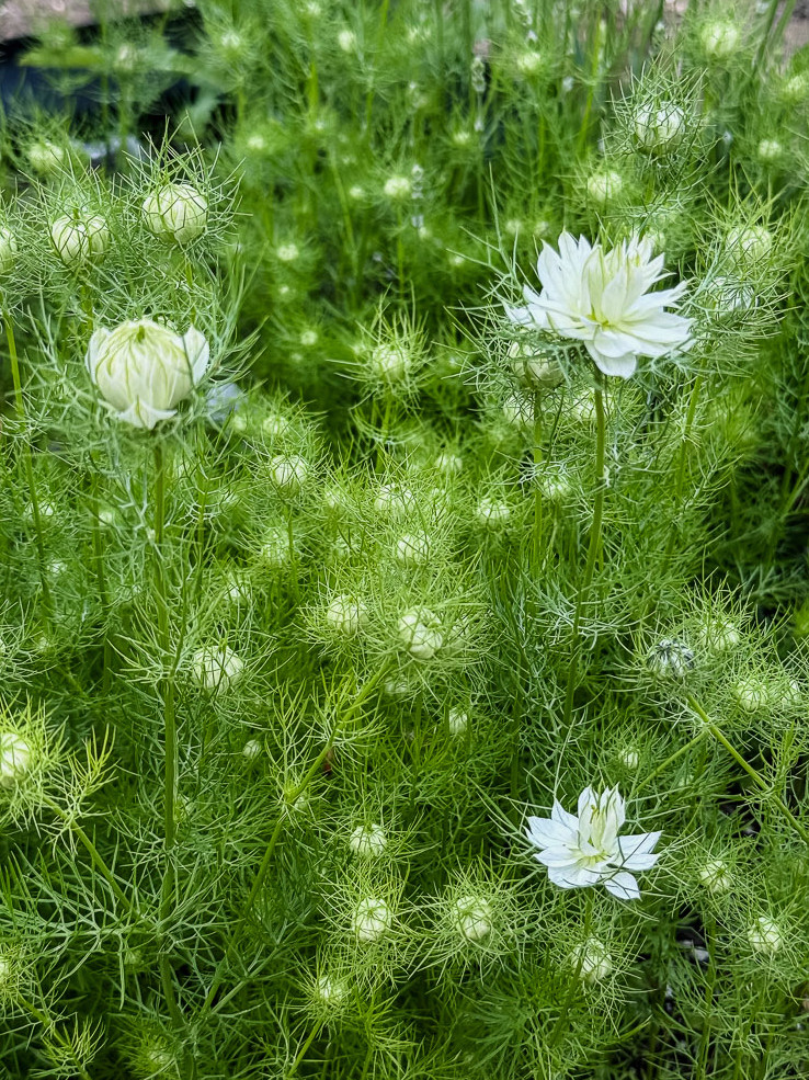 nigella flowers