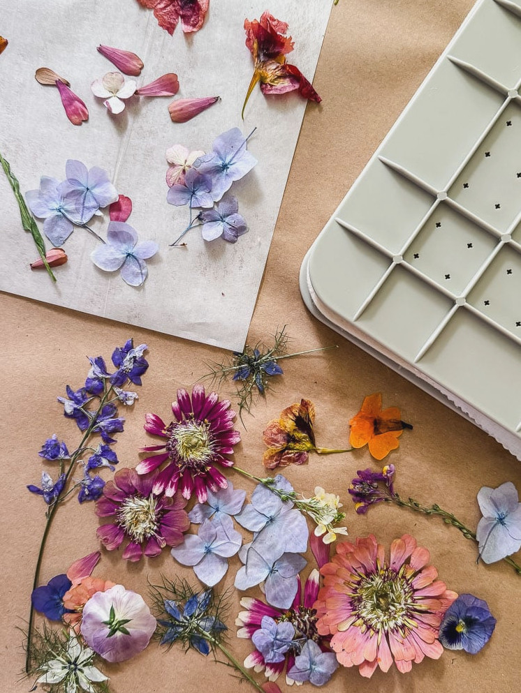 microwave flower press and pressed flowers