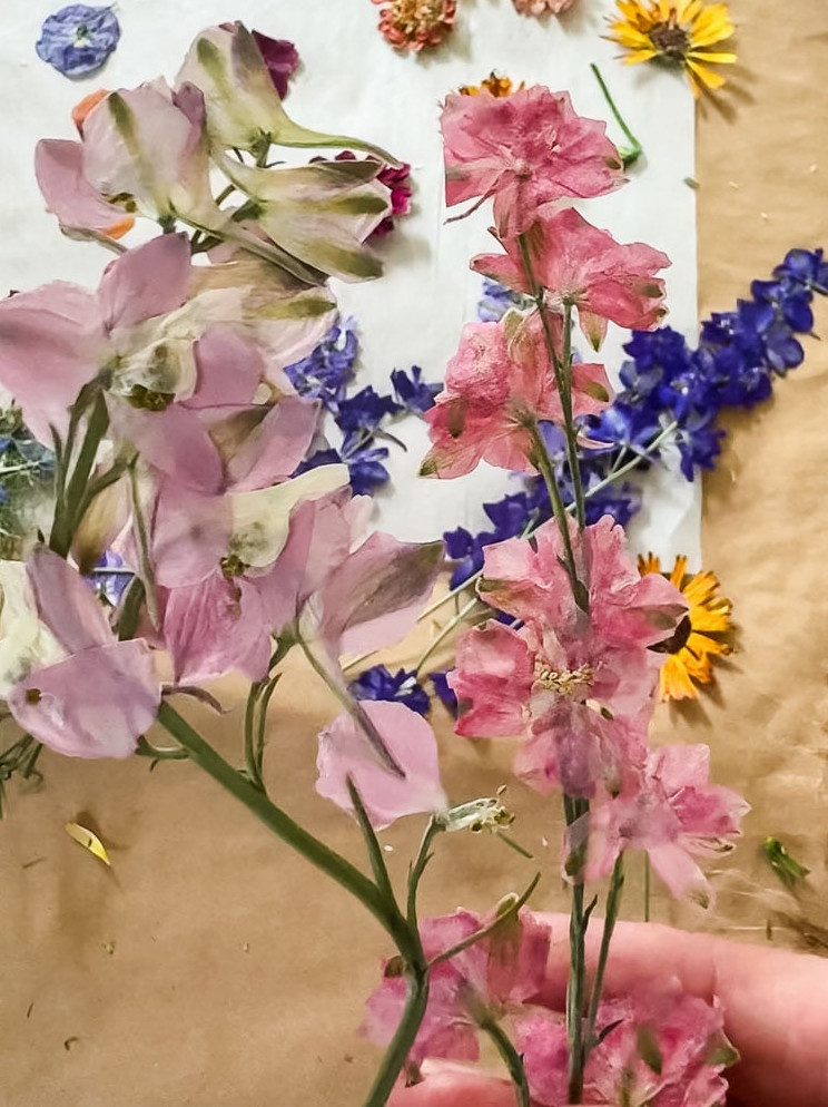 pink larkspur