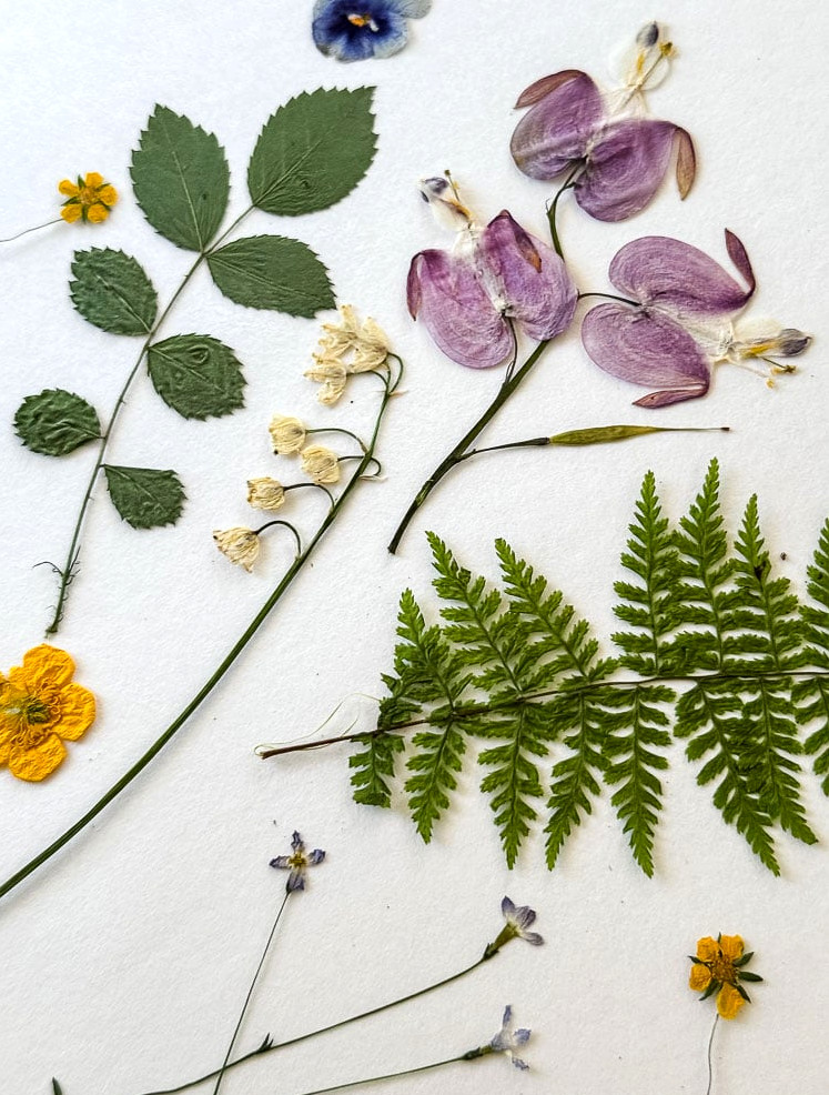 pressed flowers