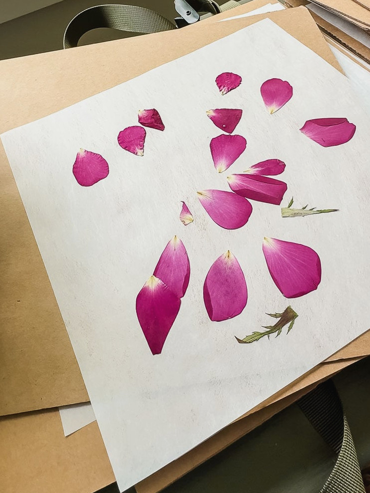 pressed rose petals