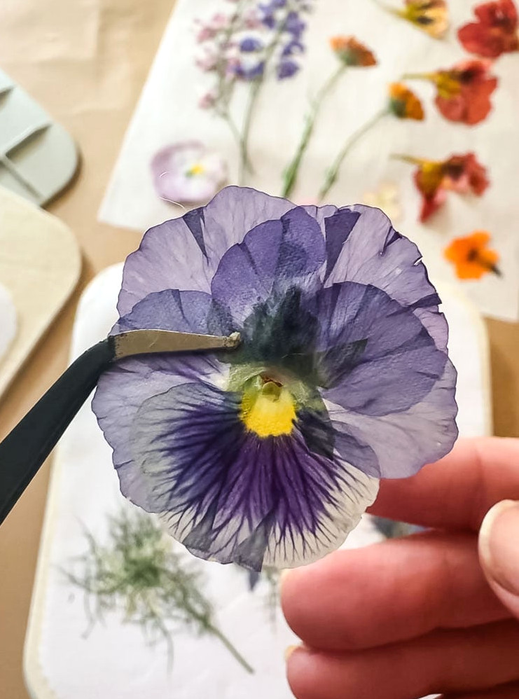 purple pansy being held by tweezers