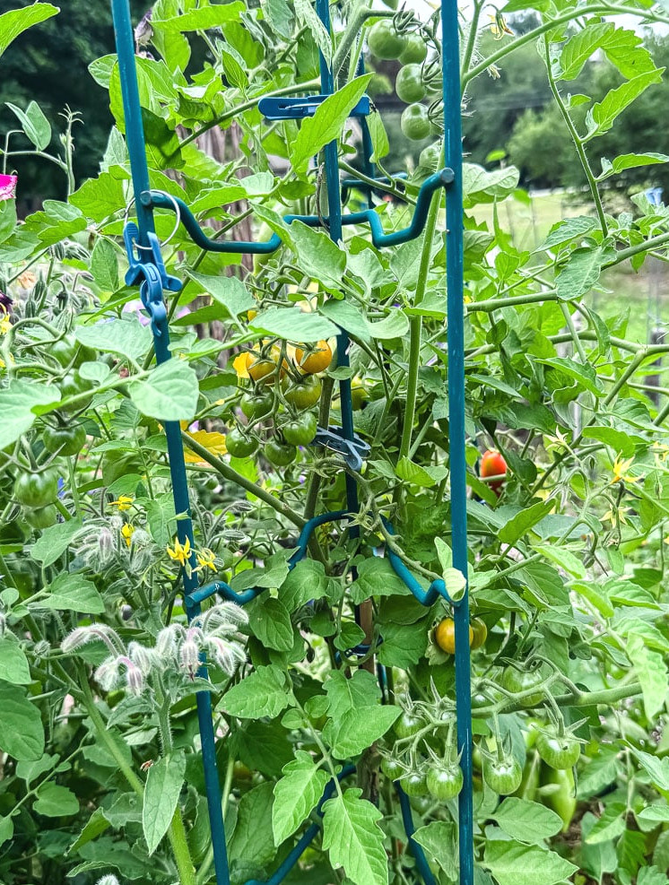 sun gold tomatoes