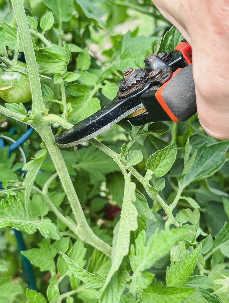 thinning tomato plants