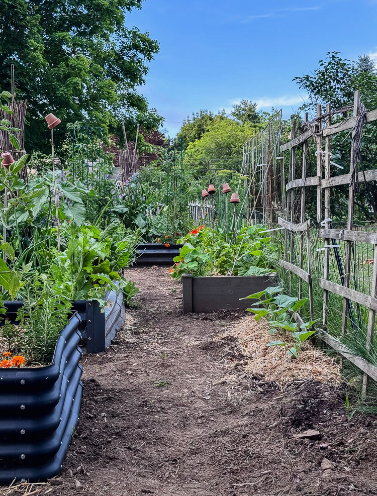 vegetable garden with raised beds