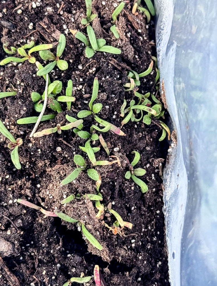 statice flowers that have been winter sown and are in ziploc bags