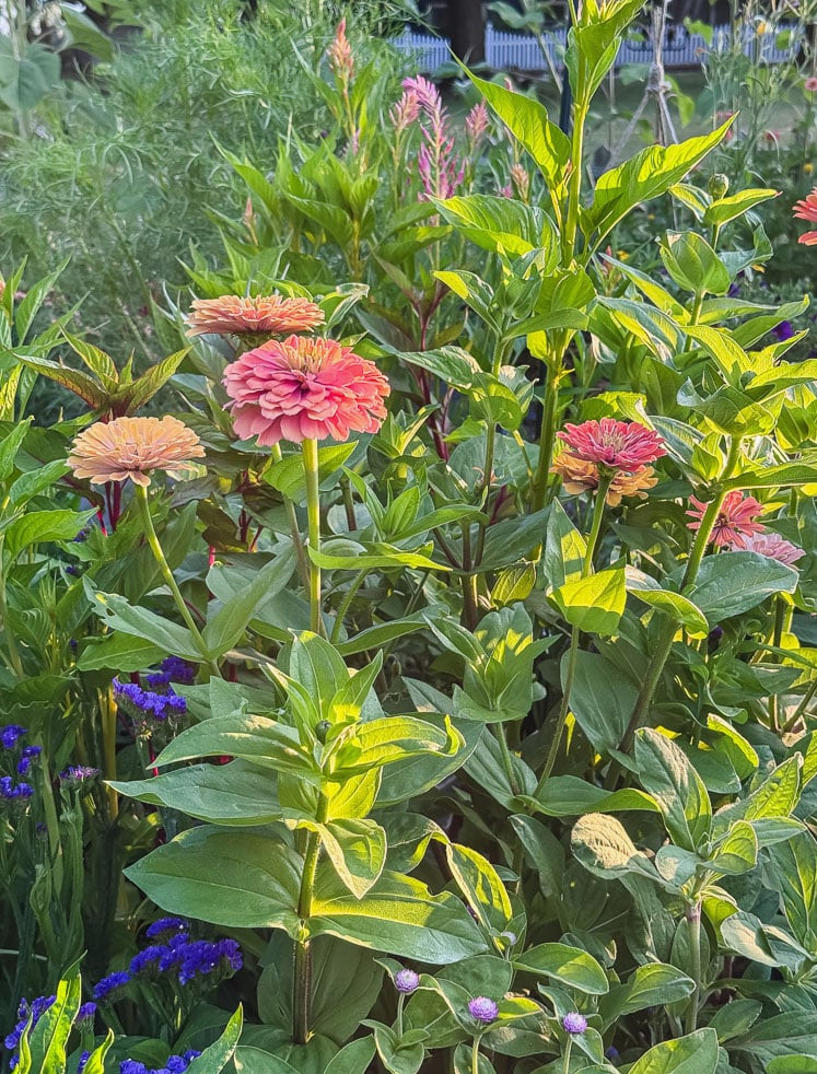 aurora zinnias, blue statice, and celocia flowering in a garden